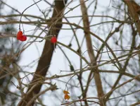 strauch-2.webp