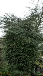 Hinkelstein 01.03.2012 (4 von 12).webp