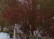 strauch-3.webp