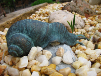 schnecke.webp