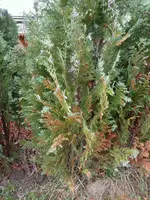 loc-image014.webp