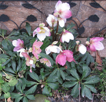 helleborus.webp