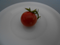 Gartenperle.webp