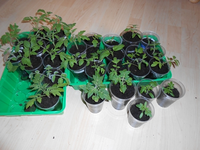 Tomaten gesamt.webp