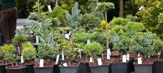 Minis für Steingärten und Schalen_800.webp