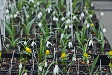 Schneeglöckchen und Winterlinge_900.webp