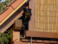 Die Tanne muss weg ;) (3).webp