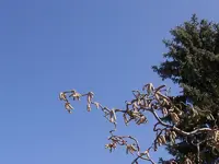 Haselnuß_1127.webp