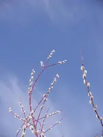 Himmlisch_1218.webp