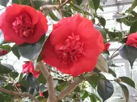 014.webp