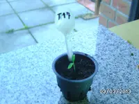 Gardener´s Delight.webp