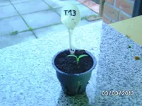 Tiny Tim.webp