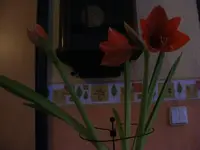 Amaryllis.webp