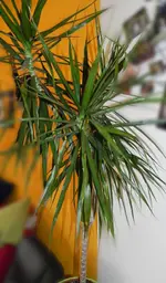 DSCN79992.webp