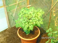 Trinidad Scorpion.webp