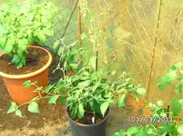 Large Red Rocotto.webp