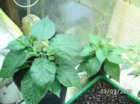 Chocolate Bhut Jolokia.webp