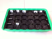 Garten 001.webp