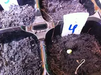 Garten 006.webp