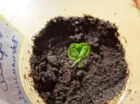 komische Pepino.webp