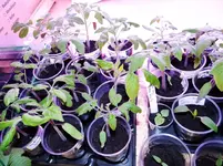 Tomaten.webp