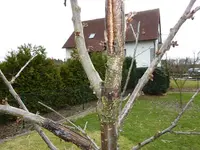 baum1.webp
