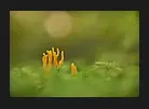al2Bug.webp