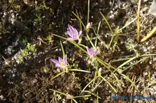 wilder Krokus.webp