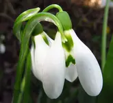 schneeglöckchen.webp