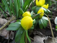 winterlinge.webp