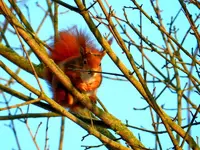 Eichhornchen_8649.webp