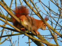 Eichhornchen_8654.webp