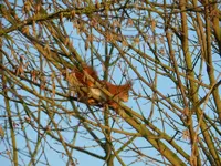 Eichhornchen_8663.webp