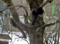 Eichhörnchen_7270.webp