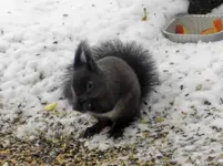 Eichhörnchen_8567.webp