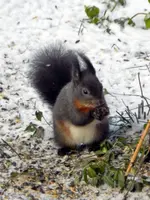 Eichhörnchen_8458.webp