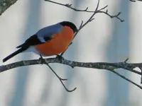 Gimpel_8687.webp