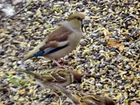 Kernbeißer-Spatzen_8631.webp