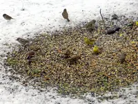 Kernbeißer-Spatzen-Goldammern_8628.webp