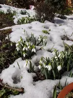 Schneeglöckchen_1154.webp