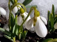 Schneeglöckchen_1022.webp