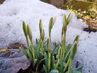 Schneeglöckchen_1058.webp