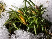 Krokus_1150.webp