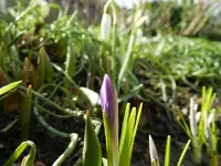 Krokus_8720.webp