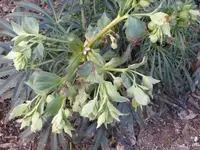 009.webp