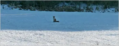 Fuchs (6).webp