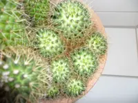 SAM_0860.webp