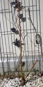 DSC00998.webp