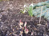 Die ersten Schneeglöckchen.04.03.2013.webp