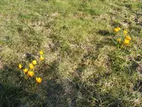Krokuswiese.04.03.2013.webp